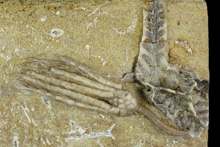 Crinoid (Scytalocrinus) With Bryozoan Fossil - Crawfordsville #122972